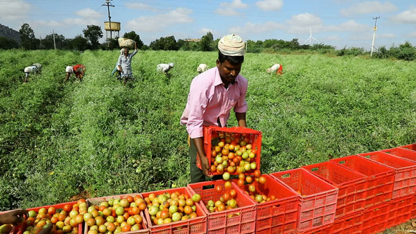 Gowravam Foundation - Livelihoods-Agriculture-Horticulture